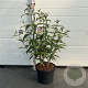 Buddleja d. 'Pink Delight' 60-80 cm 10L