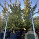 Carpinus betulus 350-400 cm cont. 130L