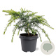 Cedrus deod. 'Golden Horizon' 30-40 cm 5,0L