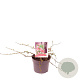 Chaenomeles sup. Pink Trail 30-40 cm 3,0L