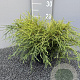 Chamaecyparis p. 'Sungold' 40 cm 2,0L
