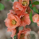 Chaenomeles sup. 'Cameo' 80-100 cm 20L 3 stok