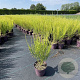 Cytisus 'Killiney Red' 25-30 cm P13