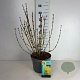 Forsythia 'Goldrausch' 50-60 cm 10L
