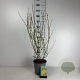 Forsythia int. 'Lynwood' 60-80 cm cont. 65L