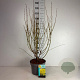 Forsythia int. 'Spectabilis' 60-80 cm 10L