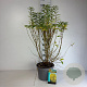 Forsythia int. Week-End 60-80 cm 10L