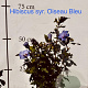 Hibiscus syr. 'Oiseau Bleu' 60-80 cm met kluit