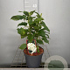 Hydrangea a. 'Annabelle' 30-40 cm 3,0L