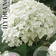Hydrangea a. 'Annabelle' 30-40 cm 3,0L