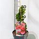 Chaenomeles sup. 'Pink Lady' 30-40 cm 2,0L