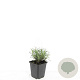 Lavandula ang. 'Munstead' GM P9