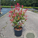 Photinia fraseri 'Carré Rouge' 60-80 cm 10L