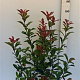 Photinia fraseri 'Carré Rouge' 80-100 cm 10L