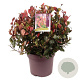 Photinia fraseri 'Little Red Robin' 30-40 cm 10L