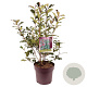 Photinia Magical Volcano 80-90 cm 10L