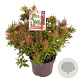 Pieris jap. 'Cupido' 30-40 cm 5,0L
