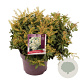 Pieris jap. 'Sarabande' 30-40 cm 5,0L