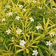 Choisya 'Aztec Gold' GM 10L
