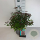 Spiraea jap. 'Anthony Waterer' 30-40 cm 3,5L