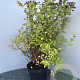 Spiraea jap. 'Goldflame' 60-80 cm 5,0L
