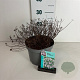 Spiraea jap. 'Little Princess' 20-30 cm 3,5L