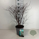 Spiraea vanhouttei 50-60 cm 6,5L
