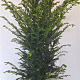 Taxus baccata 100-120 cm 10L
