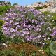 Cistus creticus 20-30 cm 2,5L
