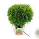 Thuja occ. 'Danica' 25-30 cm 2,0L