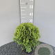 Thuja occ. 'Danica' 25-30 cm 2,0L