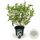 Cistus dansereaui 'Decumbens' 30-40 cm 2,0L