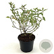 Cistus 'Silver Pink' 30-35 cm 2,0L