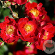 Rosa (F) Bassino GM C1.5 eigen wortel