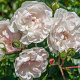 Rosa (H) Swany GM C1.5 eigen wortel