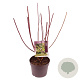 Cornus alba 'Gouchaultii' 40-50 cm 3,0L