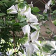 Clematis 'Alba Luxurians' 80 cm rozenpot 2L