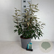 Elaeagnus ebbingei 50-60 cm 6,5L