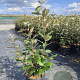Elaeagnus ebb. 'Compacta' 40-50 cm 3,0L
