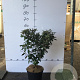 Elaeagnus ebb. 'Compacta' 60-70 cm 7,5L