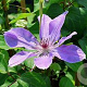 Clematis 'Baltyk' 80 cm rozenpot 2L