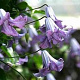 Clematis 'Betty Corning' 80 cm rozenpot 2L