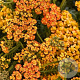 Achillea m. Milly R. Ye. Terracotta GM C5