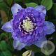 Clematis 'Blue Light' 80 cm rozenpot 2L