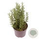Rosmarinus officinalis 20-25 cm 2,0L
