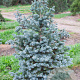 Abies lasiocarpa 80-100 cm met kluit
