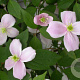 Clematis 'Elizabeth' 80 cm rozenpot 2L