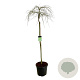 Acer pal. 'Dissectum' 160 cm stam cont. 55L