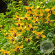 Clematis 'Golden Tiara' 80 cm rozenpot 2L
