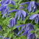 Clematis 'Jiska' 80 cm rozenpot 2L